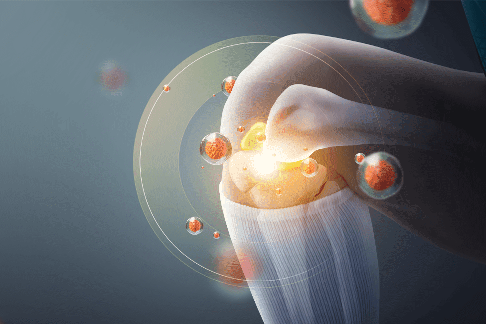 Illustration of the knee joint